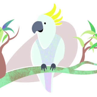 native friends : cockatoo